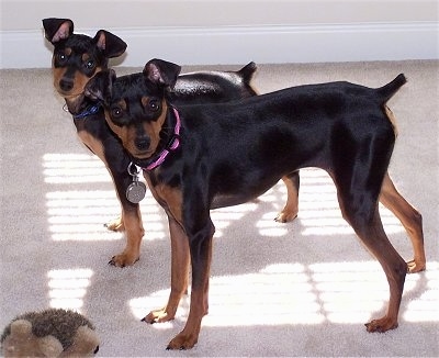 Toy doberman best sale pinscher breed